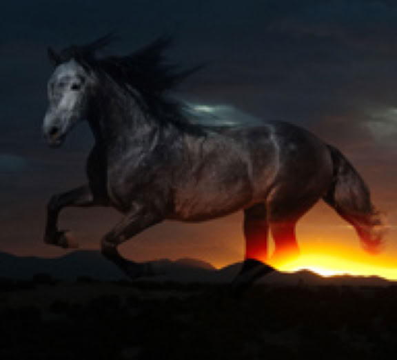 darkhorse design branding photo